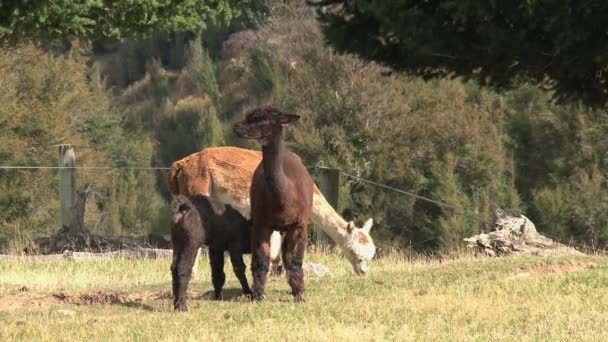 Alpaca Vestkysten New Zealand – Stock-video