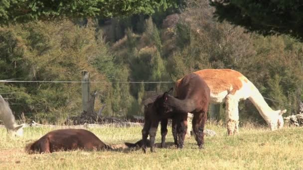 Alpaca Costa Oeste Nova Zelândia — Vídeo de Stock