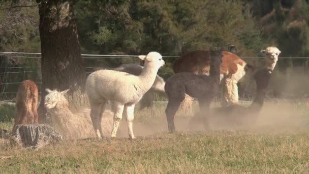 Alpaca Batı Sahili Yeni Zelanda — Stok video