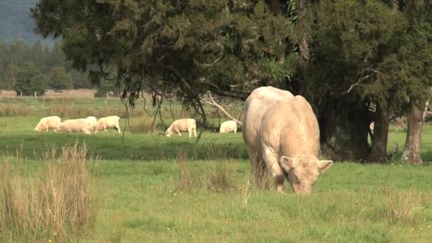 Vacas Una Pradera Nueva Zelanda — Vídeos de Stock