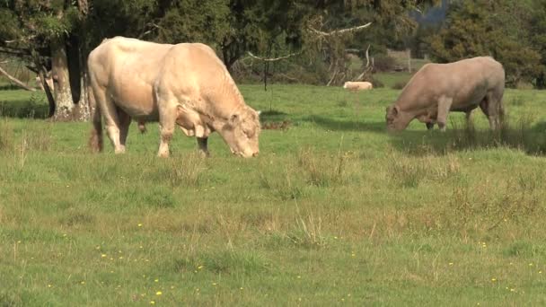 Vacas Uma Grama Terra Nova Zelândia — Vídeo de Stock