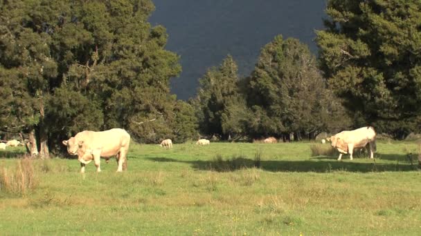 Koeien Een Grasland Nieuw Zeeland — Stockvideo