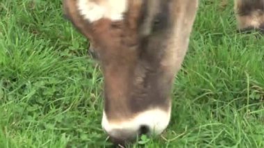 Ot yiyen inek, Güney Adası, Yeni Zelanda