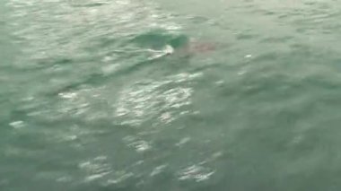 Kaikoura, Yeni Zelanda 'ya yakın denizdeki karanlık yunuslar.