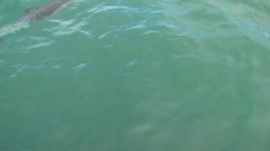 Kaikoura, Yeni Zelanda 'ya yakın denizdeki karanlık yunuslar.