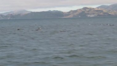 Kaikoura, Yeni Zelanda 'ya yakın denizdeki karanlık yunuslar.
