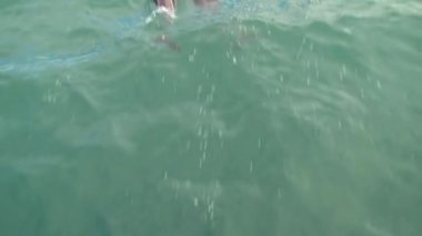 Kaikoura, Yeni Zelanda 'ya yakın denizdeki karanlık yunuslar.