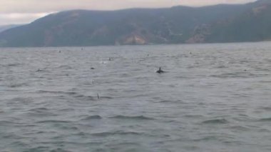 Kaikoura, Yeni Zelanda 'ya yakın denizdeki karanlık yunuslar.