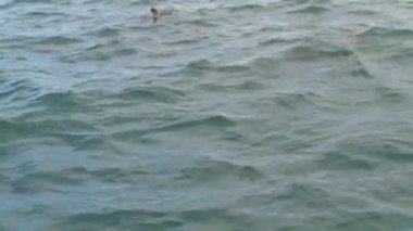 Kaikoura, Yeni Zelanda 'ya yakın denizdeki karanlık yunuslar.