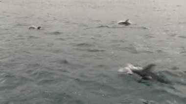 Kaikoura, Yeni Zelanda 'ya yakın denizdeki karanlık yunuslar.