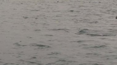 Kaikoura, Yeni Zelanda 'ya yakın denizdeki karanlık yunuslar.