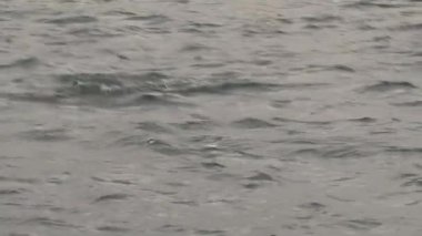 Kaikoura, Yeni Zelanda 'ya yakın denizdeki karanlık yunuslar.