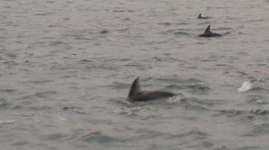Kaikoura, Yeni Zelanda 'ya yakın denizdeki karanlık yunuslar.
