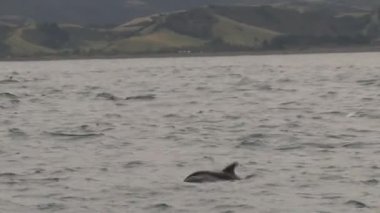 Kaikoura, Yeni Zelanda 'ya yakın denizdeki karanlık yunuslar.