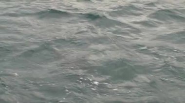 Kaikoura, Yeni Zelanda 'ya yakın denizdeki karanlık yunuslar.