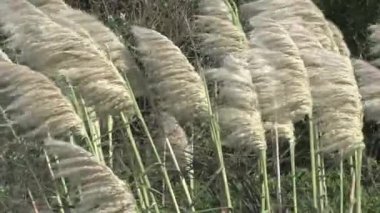 Yeni Zelanda 'daki Golden Bay mühürleme gemileri