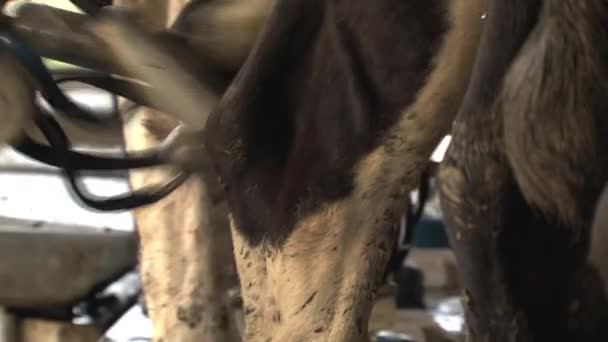 Ordenha Vacas Southern Island Nova Zelândia — Vídeo de Stock