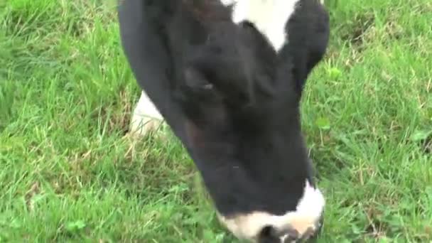 Cow Eating Grass Southern Island New Zealand — Stock Video