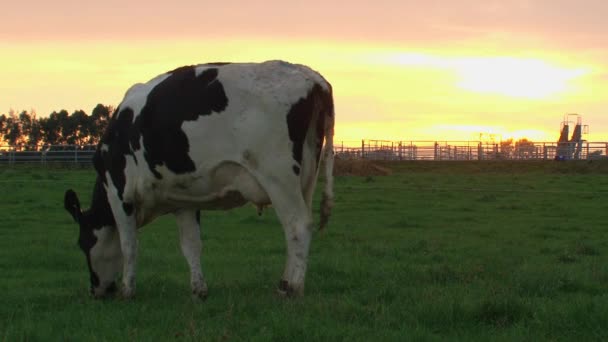 Αγελάδα Τρώει Γρασίδι Κατά Την Ανατολή Του Ηλίου Νότιο Νησί — Αρχείο Βίντεο