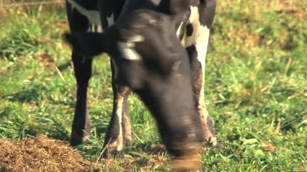 Vaca Comiendo Hierba Isla Del Sur Nueva Zelanda — Vídeo de stock