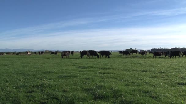 Koeien Ochtend Nieuw Zeeland — Stockvideo