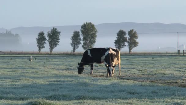 Αγελάδες Στην Πρωινή Ομίχλη Νότιο Νησί Νέα Ζηλανδία — Αρχείο Βίντεο