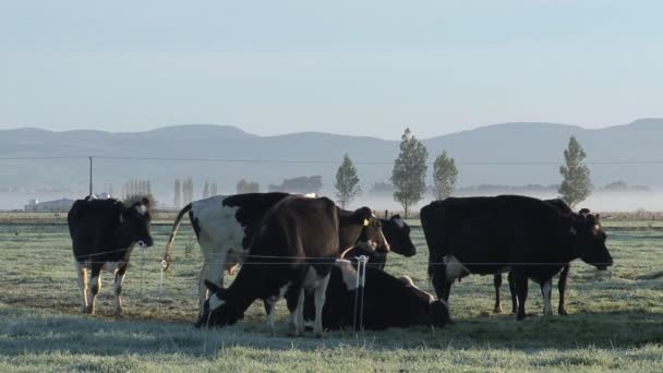 Αγελάδες Στην Πρωινή Ομίχλη Νότιο Νησί Νέα Ζηλανδία — Αρχείο Βίντεο