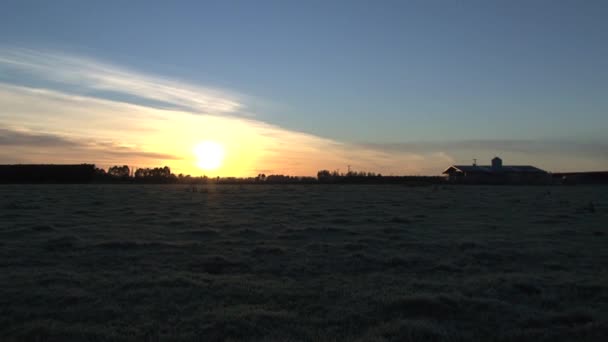 Ferme Vache Lever Soleil Île Sud Nouvelle Zélande — Video