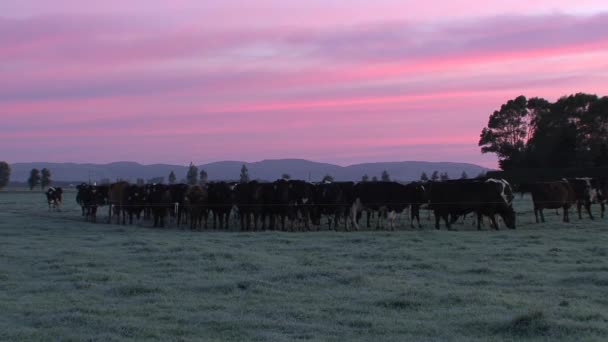 Mucche Con Sfondo Rosa Isola Del Sud Nuova Zelanda — Video Stock