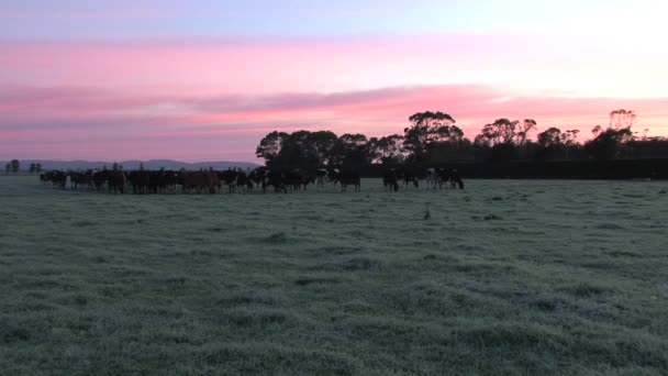 Αγελάδες Ροζ Φόντο Νότιο Νησί Νέα Ζηλανδία — Αρχείο Βίντεο