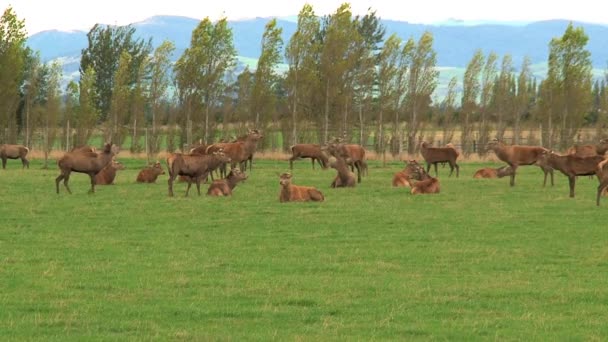 Jelenie Grupowe Nowej Zelandii — Wideo stockowe