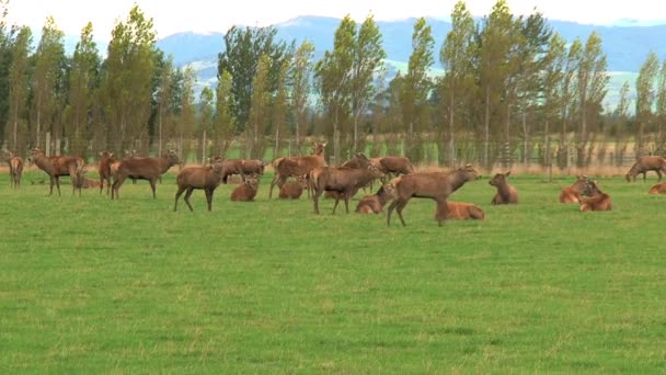 Grupo Ciervos Nueva Zelanda — Vídeos de Stock