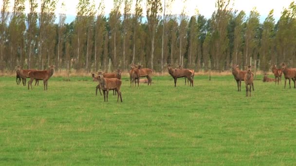 Grupo Ciervos Nueva Zelanda — Vídeos de Stock