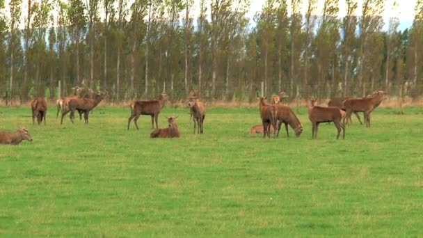 Jelenie Grupowe Nowej Zelandii — Wideo stockowe