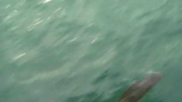 Delfines Oscuros Mar Cerca Kaikoura Nueva Zelanda — Vídeo de stock