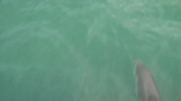 Golfinhos Escuros Mar Perto Kaikoura Nova Zelândia — Vídeo de Stock