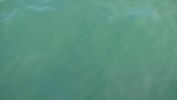 뉴질랜드의 이쿠라 근처에서 식하는 돌고래 — 비디오