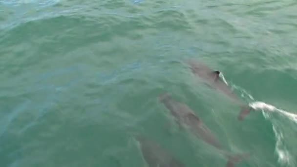 Dusky Dolphins Sea Close Kaikoura New Zealand — стоковое видео