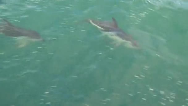 Delfines Oscuros Mar Cerca Kaikoura Nueva Zelanda — Vídeo de stock