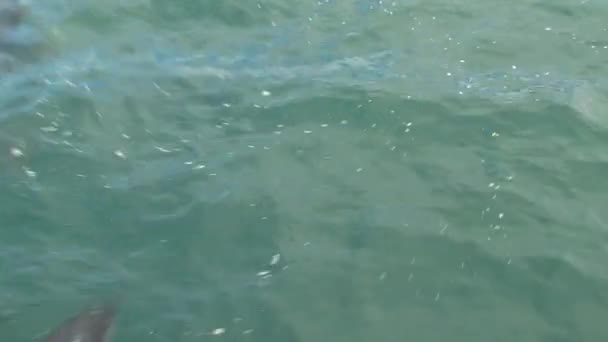 Delfines Oscuros Mar Cerca Kaikoura Nueva Zelanda — Vídeo de stock
