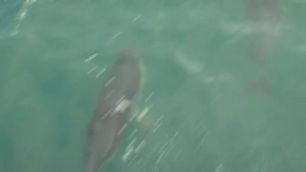 Delfines Oscuros Mar Cerca Kaikoura Nueva Zelanda — Vídeo de stock