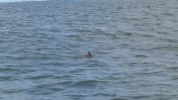 뉴질랜드의 이쿠라 근처에서 식하는 돌고래 — 비디오