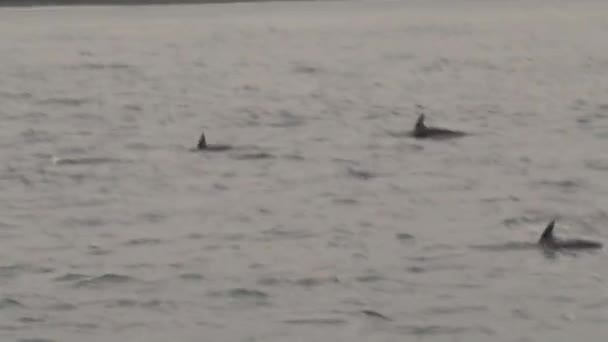 Delfini Crepuscolari Nel Mare Vicino Kaikoura Nuova Zelanda — Video Stock