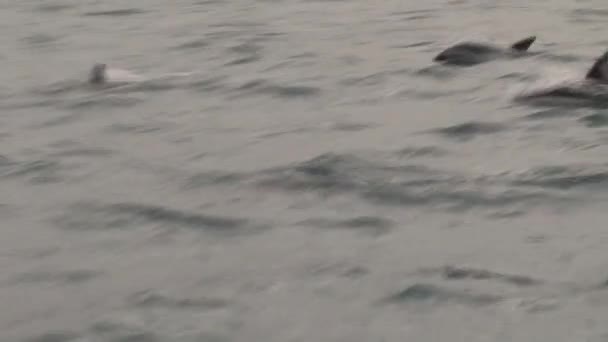 新西兰开考拉附近海面上昏暗的海豚 — 图库视频影像