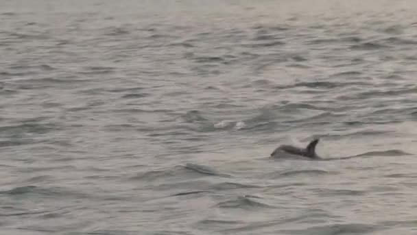 Delfini Crepuscolari Nel Mare Vicino Kaikoura Nuova Zelanda — Video Stock