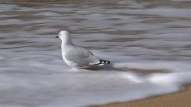 Kumsalda martı, Golden Bay, Yeni Zelanda