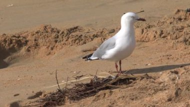 Kumsalda martı, Golden Bay, Yeni Zelanda