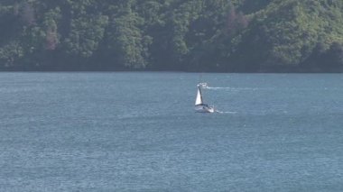 Picton alanı yakınlaştırma, Yeni Zelanda