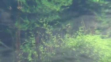 Pupu Gölü Yeni Zelanda 'nın batı kıyısında yer alır.