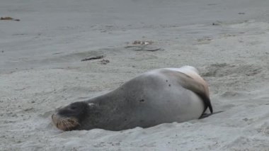 Yeni Zelanda 'da Mühürler